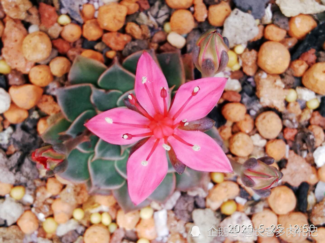 美丽莲,花朵中间10根像触须一样且的头部带有花粉的是雄蕊(多肉品种不
