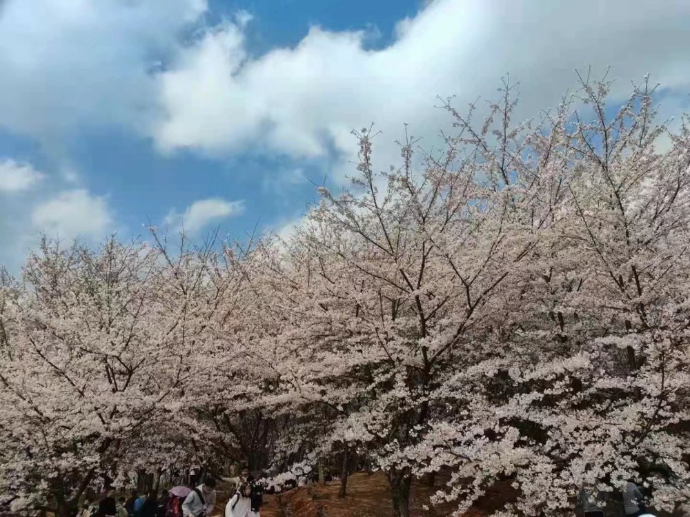 贵州安顺平坝万亩樱花园