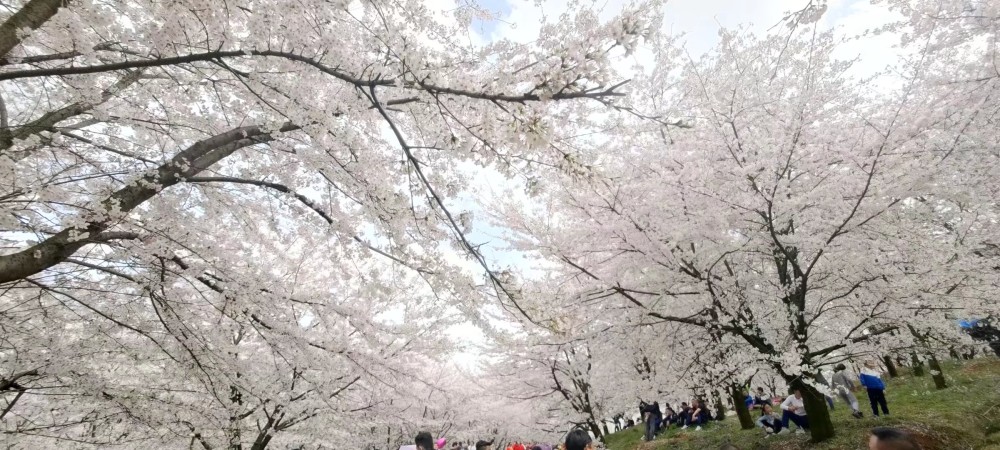 贵州安顺平坝万亩樱花园