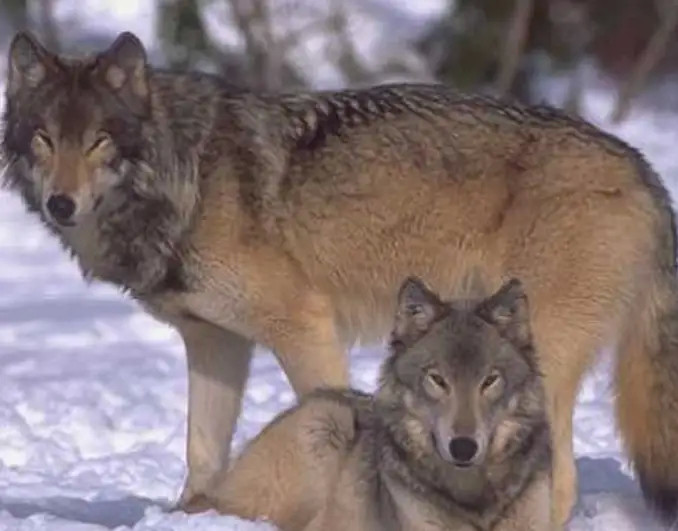 世界上10种已灭绝的狼,古巨狼,纽芬兰狼被称为梦幻之狼