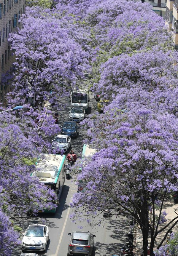 4月25日在昆明市教场中路拍摄的盛开的蓝花楹.