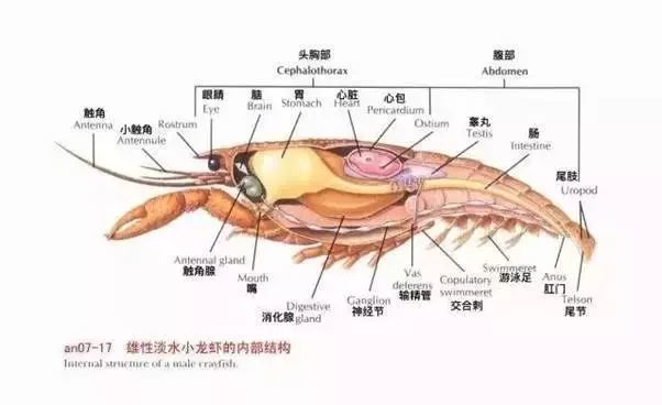 关于吃的这5个冷知识,很多人都搞错了