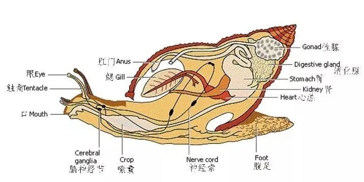 小龙虾头,螺的尾巴能不能吃?关于吃的这5个冷知识,很多人都搞错了!