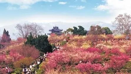 梅花山位于江苏省南京市玄武区紫金山南麓明孝陵景区内,是钟山风景