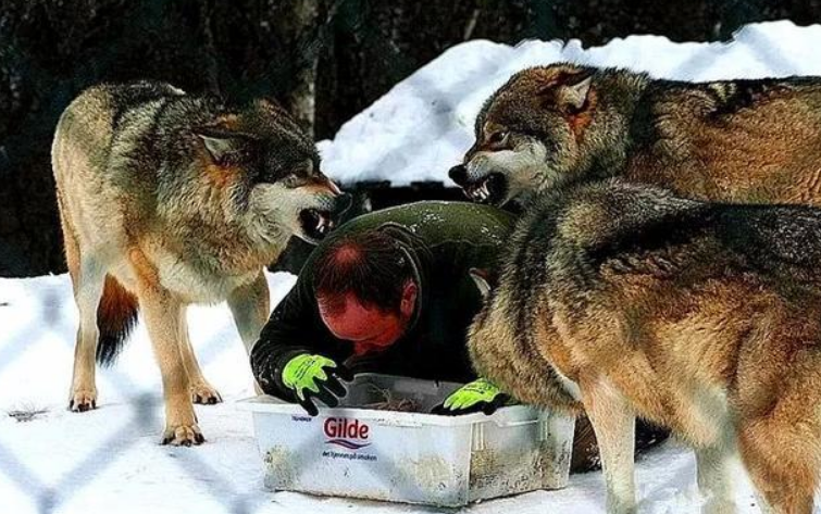 狼群把铲屎官当狼王,捕猎后让他先吃,还有母狼对他示爱