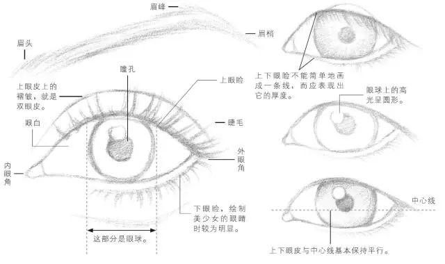 首先仔细观察下图所示眼睛的 基本结构, 为后期绘制头部做好准备.