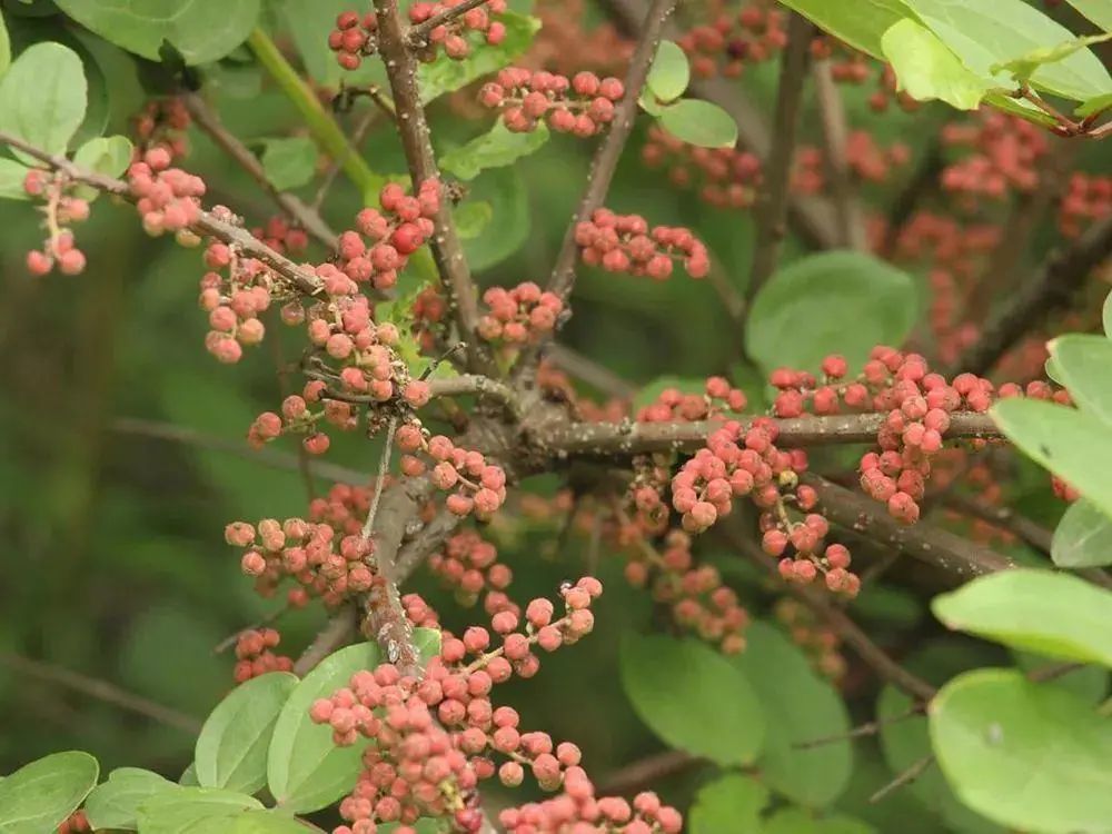 马桑果 马桑果又名毒空木,水马桑,鸭食木,鸡瘟柴等,为桑科植物,生长