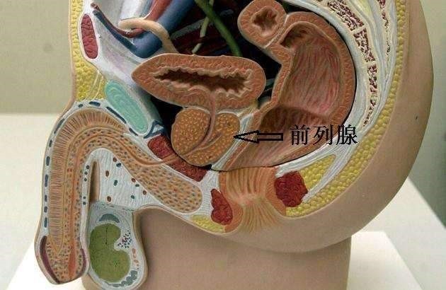 大泥鳅塞进肛门能治前列腺增生医生这个方法万万使不得