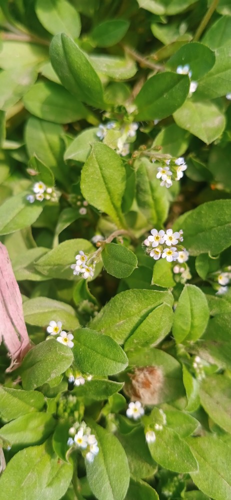 春天的花草树木,很美.