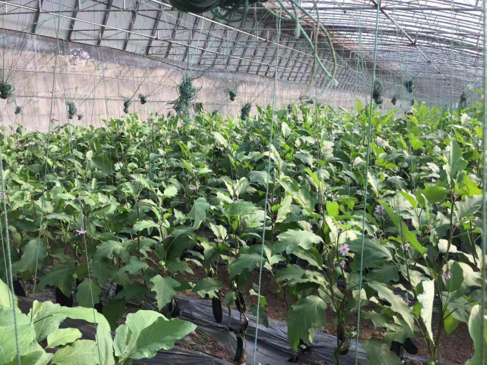茄子栽培管理技术
