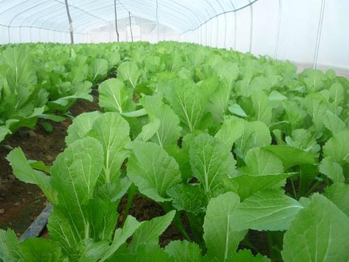 露地蔬菜怎么种植管理 露地蔬菜用什么肥料长得好