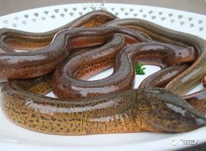 钓鱼人常见"淡水鱼"的名称