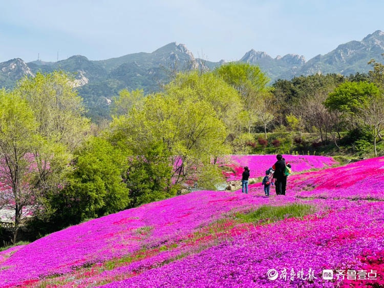 快来烟台昆嵛山来一场浪漫赏花之旅吧