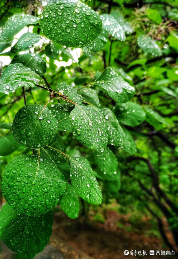 "随拍了几张细雨中的美景图片,其实还是实景漂亮,今早山上雨雾弥漫,走