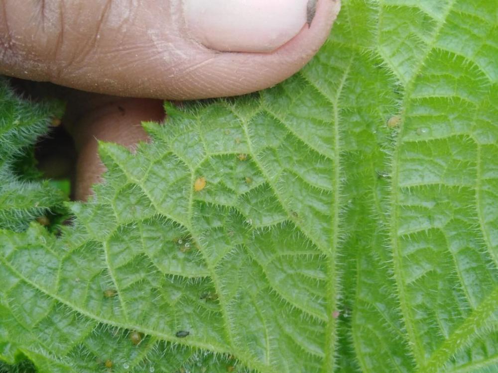 黄瓜易发生病虫害,其中包括蚜虫,蓟马,白粉虱,叶螨的危害