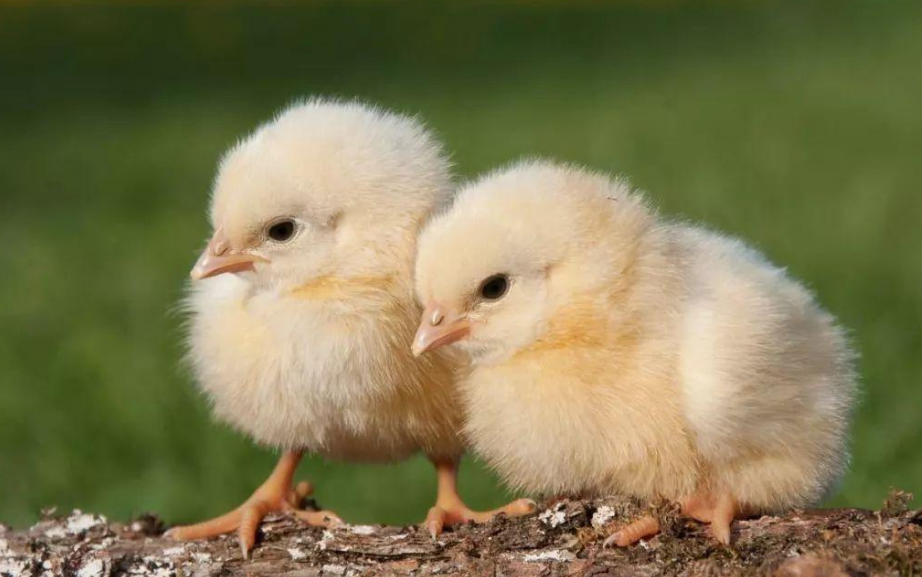 河南一校长发表"熟蛋返生孵雏鸡"论文,你见过农村母鸡