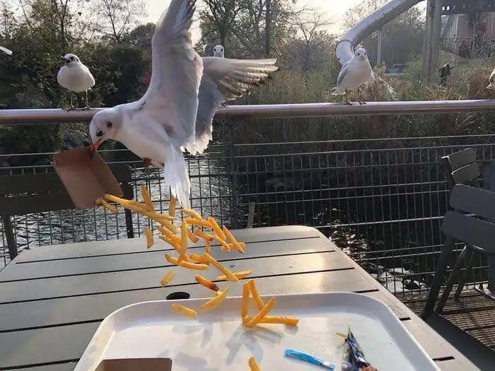 海鸥为什么这么喜欢偷薯条?