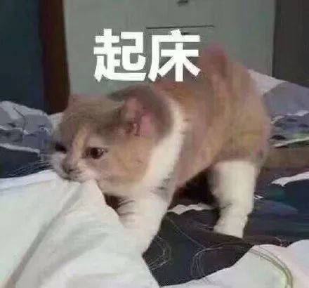 表情包:猫咪喊起床表情包