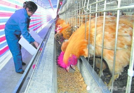 蝇蛆室外养殖土鸡特禽散养配套昆虫蛋白质饲料厂