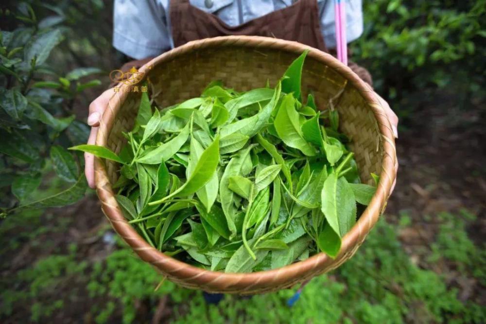 龙井茶有几种?