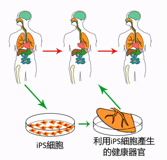 科学家为什么不愿克隆人看看多莉羊的经历你便明白一切