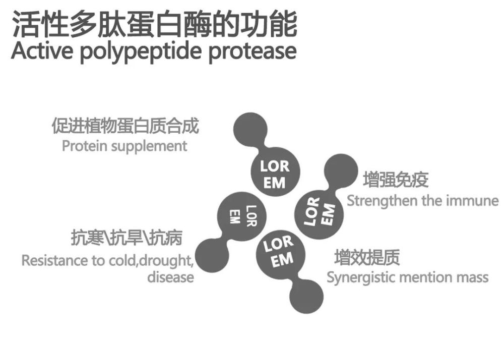 活性多肽蛋白酶