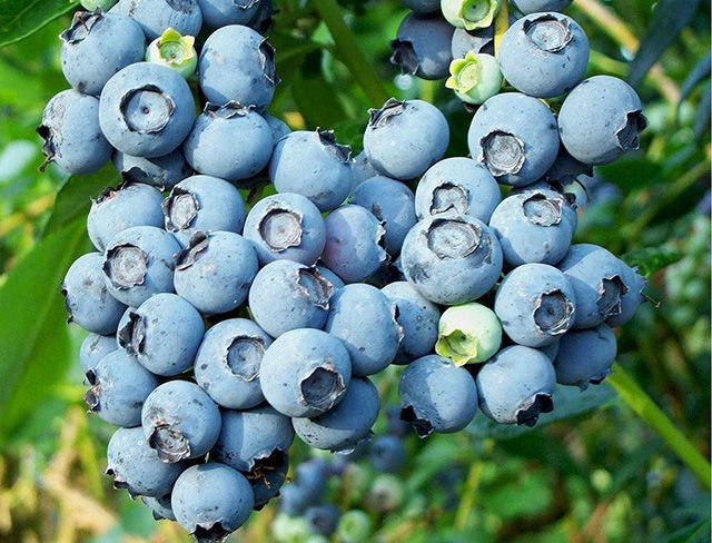 蓝莓保花保果防裂用什么?蓝莓用什么肥能促进果实生长