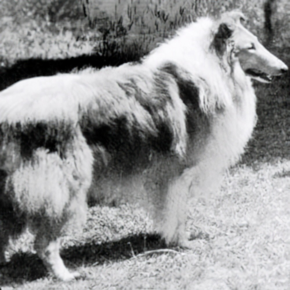 在安格鲁撒克逊族语里"collie"的意思是代表"黑色.