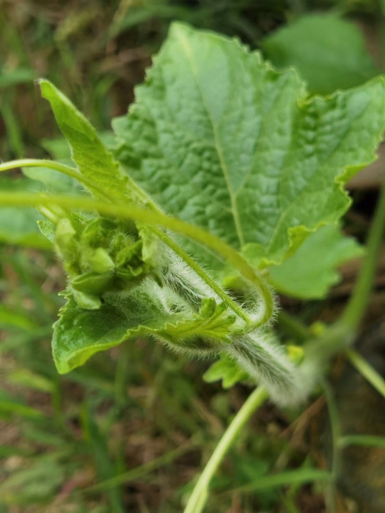 南瓜嫩茎每斤5元,亩收益3万,种植方法有哪些?老农经验分享