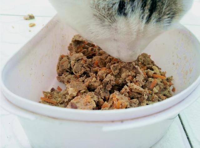 自制猫粮健康简单容易上手我家花花和猫叔的最爱