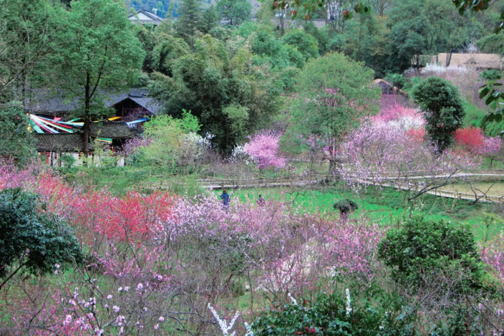 桃花美景   :酉阳发布 在阳光落满小山坡的时候 到盛大的春天里 看一