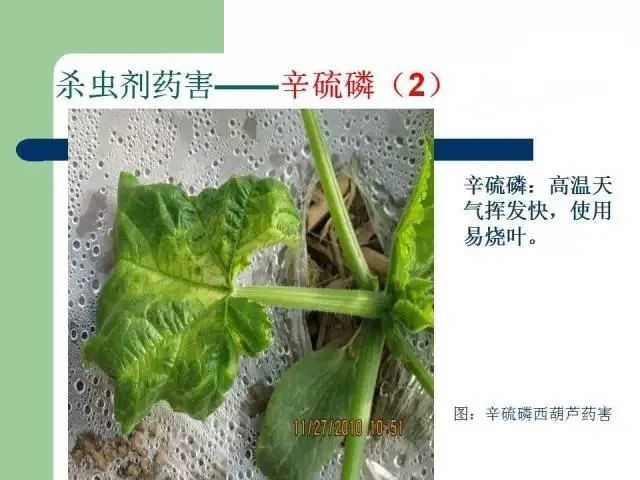 主要列举作物使用吡虫啉,虫螨腈,敌敌畏,丁醚脲,毒死蜱,氟铃脲,快螨特