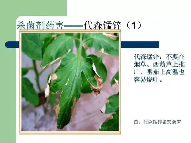 超全的农药药害图谱 正确区分药害,病害,肥害和缺素(建议收藏)