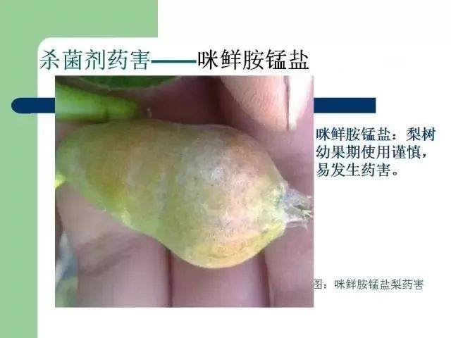 超全的农药药害图谱 正确区分药害,病害,肥害和缺素(建议收藏)