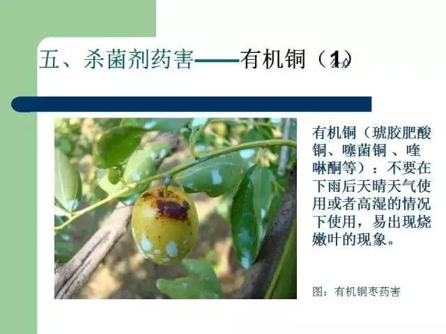 超全的农药药害图谱 正确区分药害,病害,肥害和缺素(建议收藏)