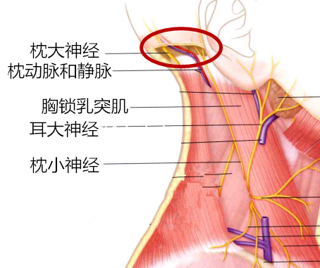 【科普】"低头族"福音,附属医院推拿疗区帮您轻松解决枕大神经痛!