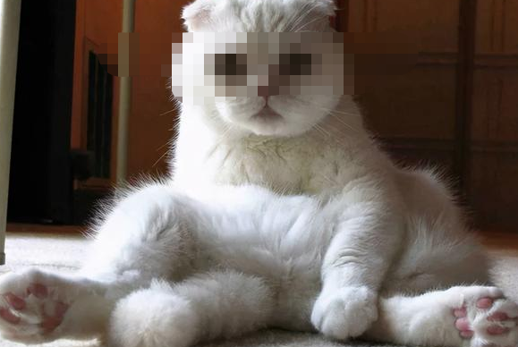 折耳猫可爱吗?拿病痛和生命换的!