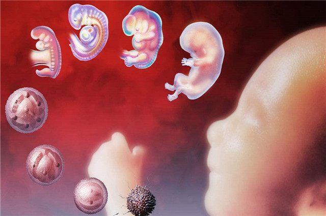 孕5周到孕12周原来胎儿是这样从小胚胎变成小人儿的