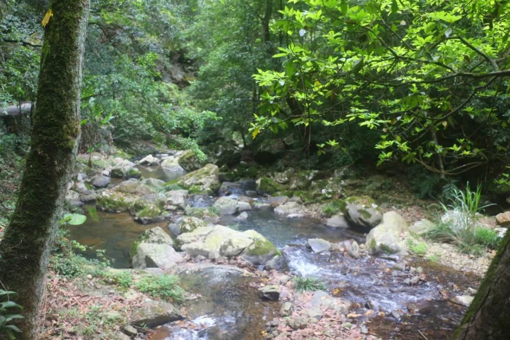 闽北美景延平溪源峡谷内藏奇峰秀水无数一起云看这绿水青山