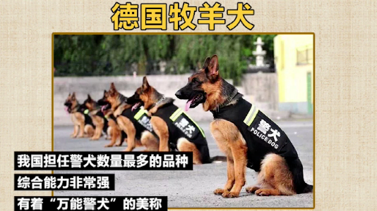 属于中国自己的警犬品种:昆明犬