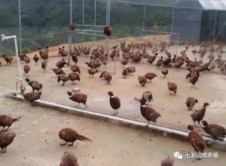 建一个小型七彩山鸡养殖场,需要投资多少钱?