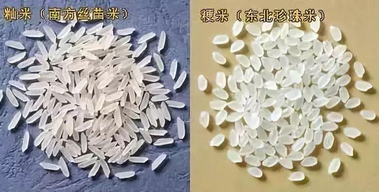 和袁老的杂交水稻有何异同?_腾讯新闻