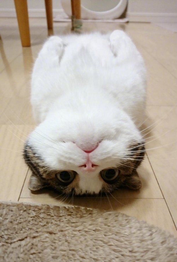 小动物图片2|小猫咪
