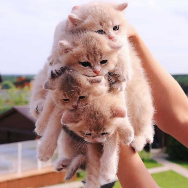 小动物图片2小猫咪