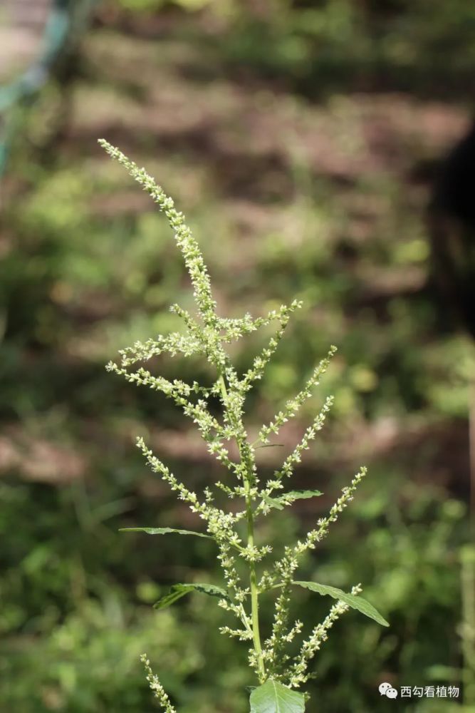 长芒苋 amaranthus palmeri_腾讯新闻