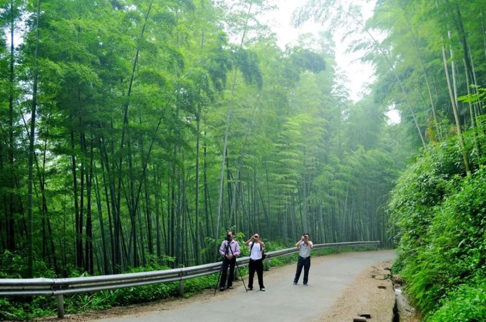 铜梁文旅 02 北碚白云竹海 市区里的天然竹海 白云竹海,它地处缙云山