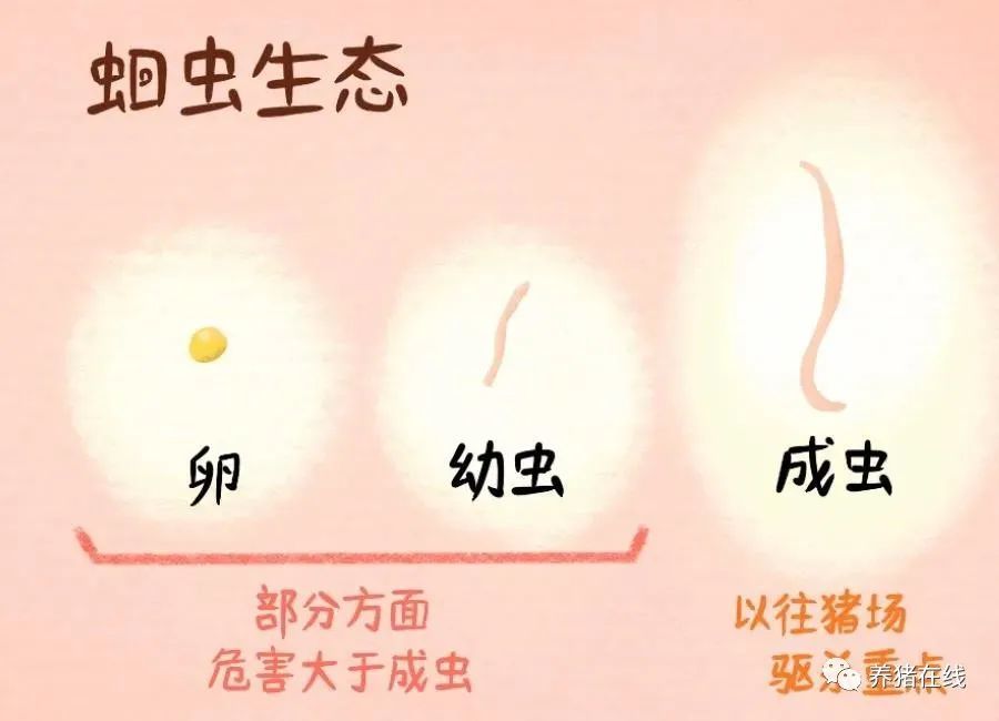 管理蛔虫您真的驱干净了吗