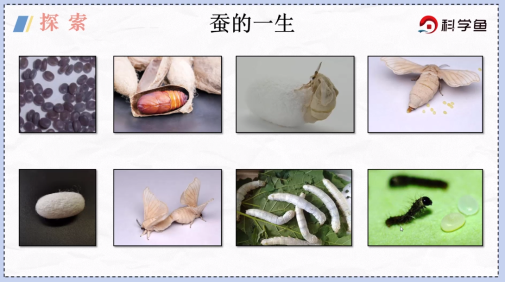 从蚕卵开始,蚕经历了出生,成长,繁殖和死亡,这就是蚕的一生经历的过程