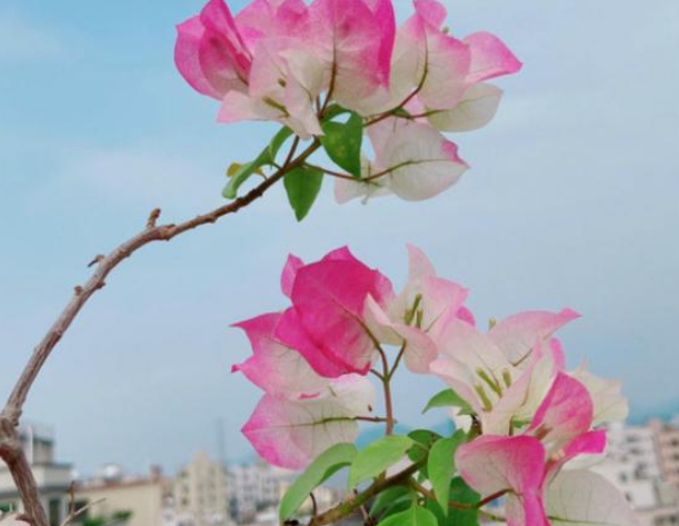 绿叶樱花算得上是三角梅品种中开花最勤的一个种类了,花瓣粉白相间