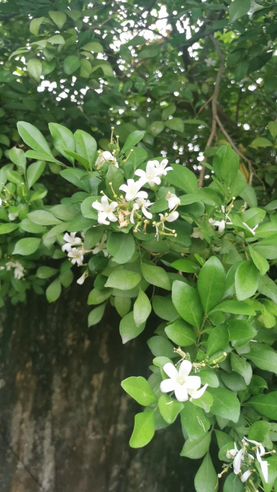 献百花74九里香花庆党百年华诞敬献百花给党